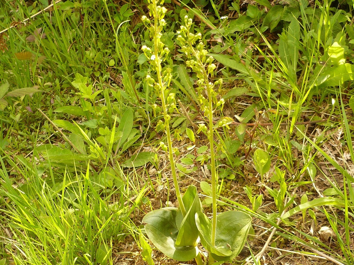 Neottia ovata (Orchidaceae)